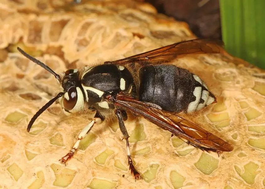 bald-faced hornet nest removal