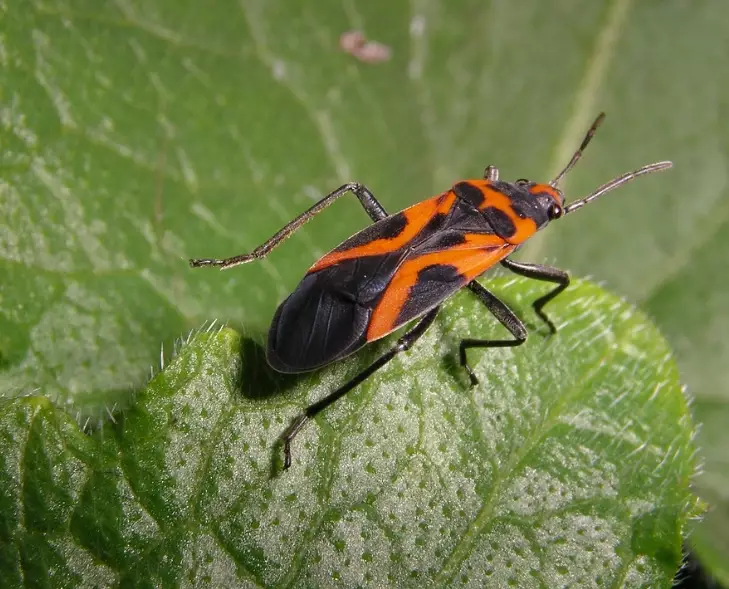 orange and black insect