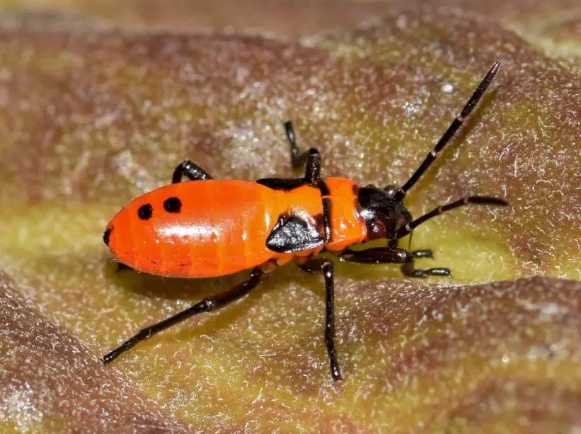 orange and black insect