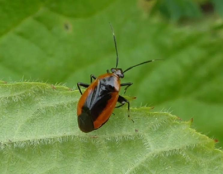 orange and black butterfly