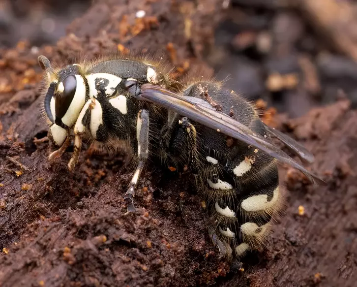 bald-faced hornet identification