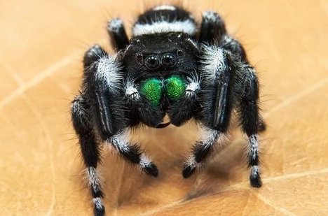 jumping spider identification