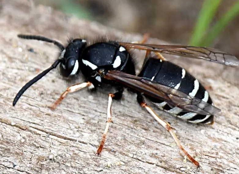 wasp nest removal