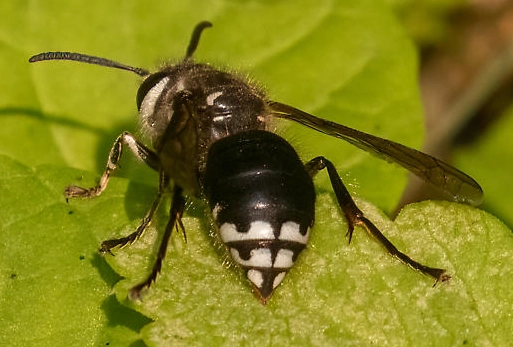 bald-faced hornet
