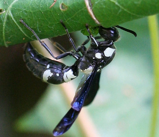 wasp identification