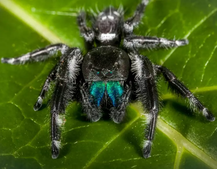 jumping spider identification
