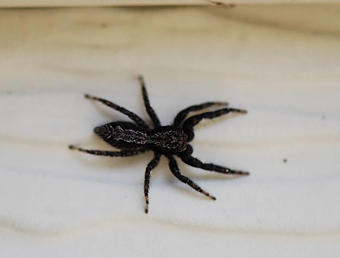 black jumping spider