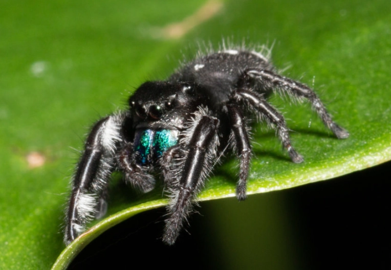 Jumping Black Spider: Your Complete Guide to Identification & Safety