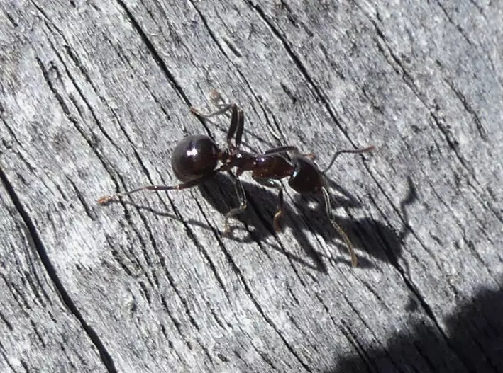 weaver ants