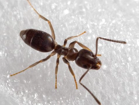 weaver ants