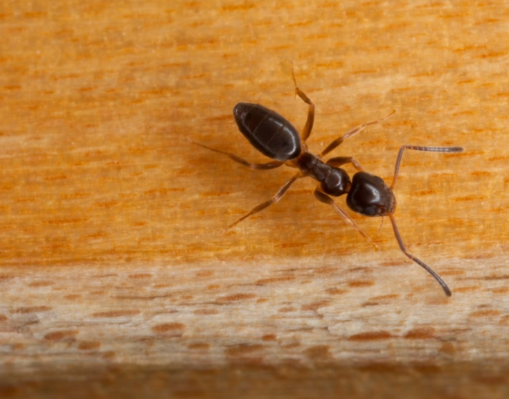 edible ants